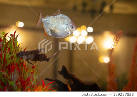 Silver Dollar fish and Spotted Corydoras in an aquarium Silver Dollar fish and Spotted Corydoras in an aquarium 139237828