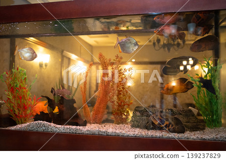 Large indoor aquarium with various tropical fish and plants Large indoor aquarium with various tropical fish and plants 139237829