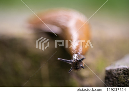 close-up of a Spanish snail (Arion vulgaris) outdoors close-up of a Spanish snail (Arion vulgaris) outdoors 139237834