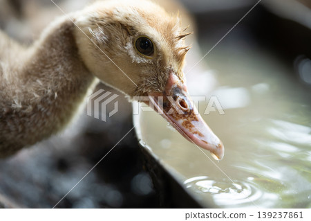 Young duckling drinking water from a trough on a farm Young duckling drinking water from a trough on a farm 139237861