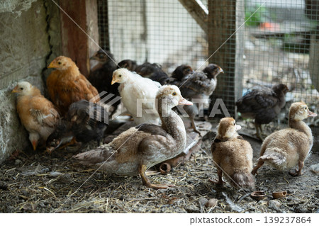 Group of young ducks and chickens in a farm coop Group of young ducks and chickens in a farm coop 139237864