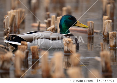 Male mallard duck (Anas platyrhynchos) swimming among reeds Male mallard duck (Anas platyrhynchos) swimming among reeds 139237893