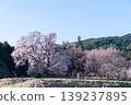 Ikko櫻桃樹 139237895