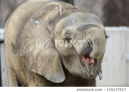 Ao, a baby forest elephant, expressive portrait of a rare elephant at the zoo. Ao, a baby forest elephant, expressive portrait of a rare elephant at the zoo. 139237917