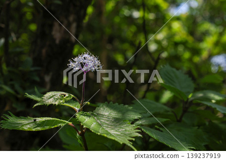 繡球菊 繡球菊 139237919