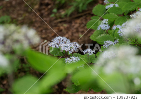 Cordyceps Cordyceps 139237922