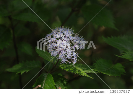 繡球菊 139237927