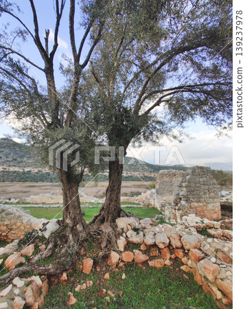 Ancient olive trees among stone ruins at the archaeological site of Andriake Turkey 139237978