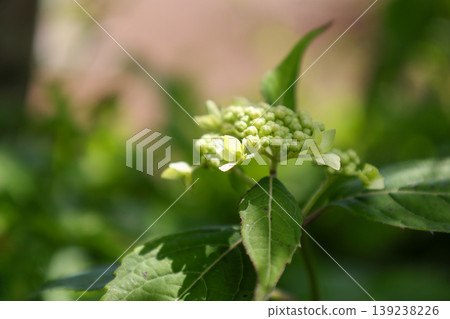 Yamah hydrangea Yamah hydrangea 139238226