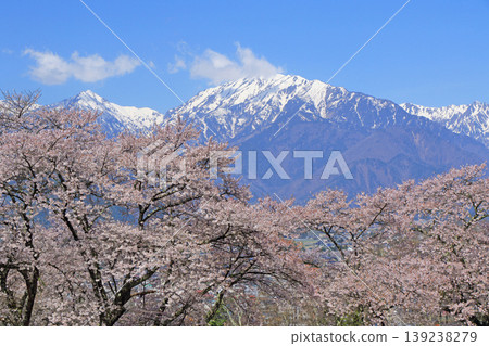 Spring in Shinano Omachi: Northern Alps with cherry blossoms and residual snow Spring in Shinano Omachi: Northern Alps with cherry blossoms and residual snow 139238279