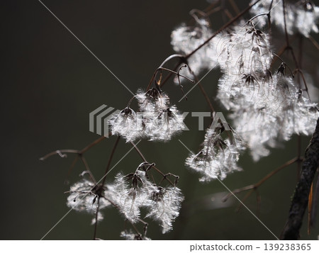 鐵線蓮閃閃發光的絨毛 139238365
