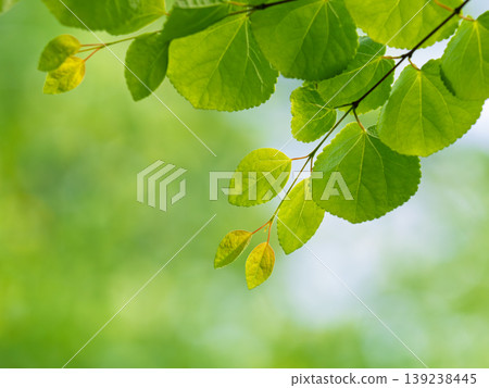 春天，桂樹抽出新葉，映襯著周圍的翠綠景色。 139238445