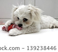 北京哈巴狗 x 捲毛比熊犬 (雄性) 139238446