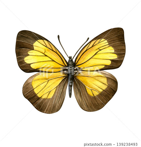 Yellow and brown butterfly with detailed wings isolated on white background. Hand-painted watercolor illustration of ixias flavipennis. Good for prints, packaging, branding, stationery 139238493