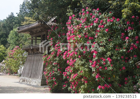 Honzanji Temple, a Tendai sect temple in Misaki Town, Okayama Prefecture: Around the time the rhododendrons bloom. 139238515
