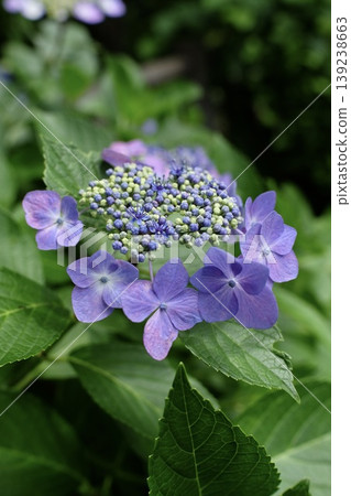 紫色繡球花 紫色繡球花 139238663