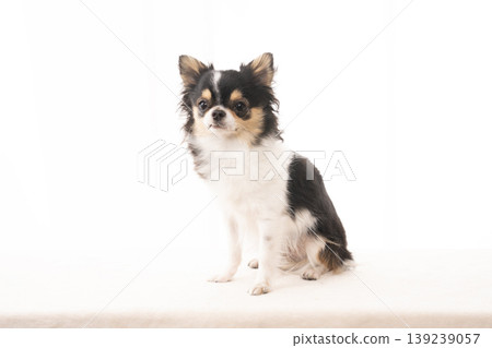 吉娃娃犬奈拉坐著 吉娃娃犬奈拉坐著 139239057