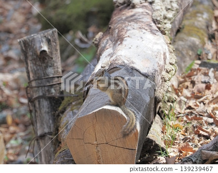 A chipmunk munching on its meal A chipmunk munching on its meal 139239467