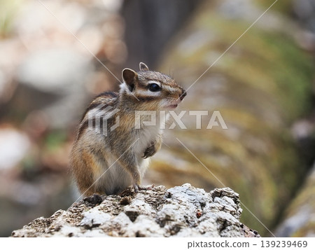 A cute chipmunk I met on a hiking trail A cute chipmunk I met on a hiking trail 139239469
