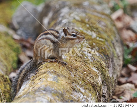 A small, cute chipmunk A small, cute chipmunk 139239470