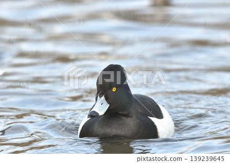 Kinkrochasshuro Kinkrochasshuro 139239645