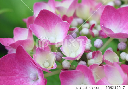 Hydrangea blooming in the rainy season 139239647