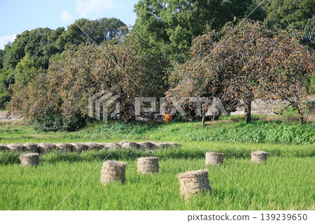 收穫後的柑橘果實和乾草垛構成了一幅美麗的風景。 139239650