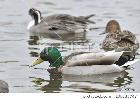 鳧 139239708