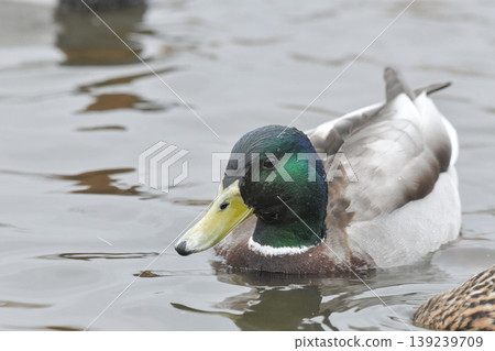 鳧 139239709