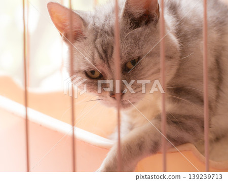 Sunshine and American Shorthair Sunshine and American Shorthair 139239713