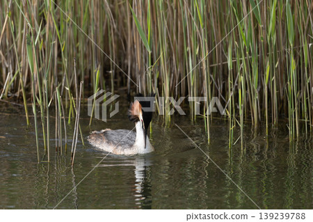 Great Crested Grebe Swimming In Lake Great Crested Grebe Swimming In Lake 139239788