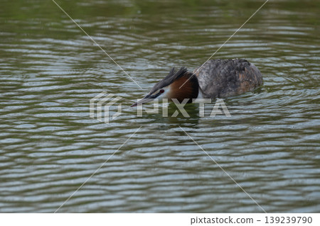Great Crested Grebe Swimming In Lake 139239790