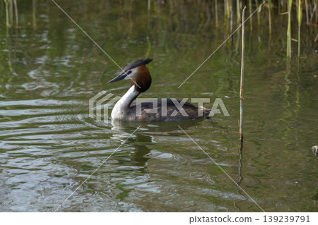 Great Crested Grebe Swimming In Lake 139239791