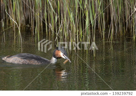 Great Crested Grebe Swimming In Lake 139239792