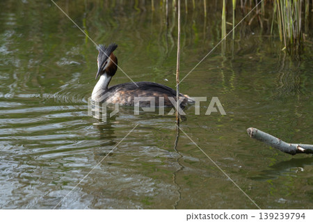 Great Crested Grebe Swimming In Lake Great Crested Grebe Swimming In Lake 139239794