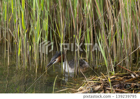 Great Crested Grebe Swimming In Lake 139239795
