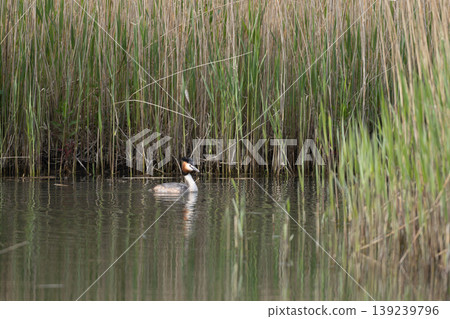 Great Crested Grebe Swimming In Lake Great Crested Grebe Swimming In Lake 139239796