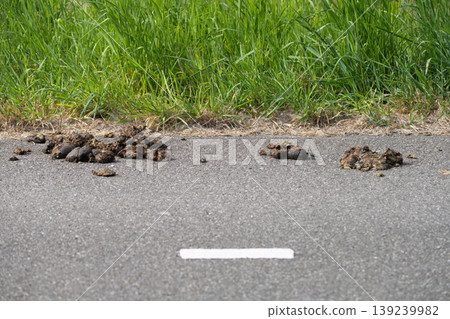 Horse manure on an asphalt path beside tall green grass 139239982