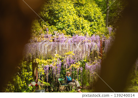Beautiful wisteria blossoms that herald the arrival of early summer Beautiful wisteria blossoms that herald the arrival of early summer 139240014