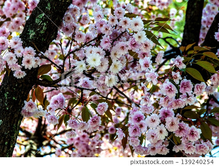 Cherry Blossoms	 139240254