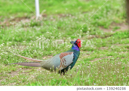 pheasant pheasant 139240286