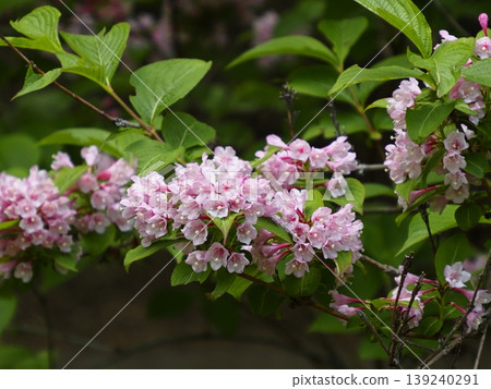 Weigela flowers blooming in the valley 139240291