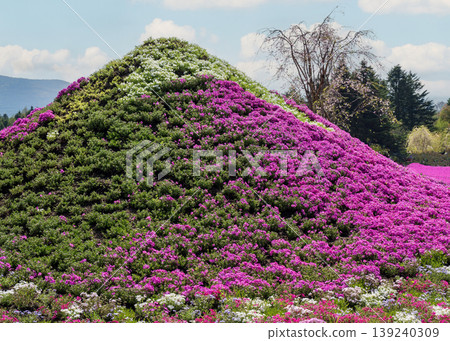 Moss phlox Moss phlox 139240309