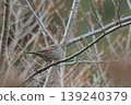 Japanese accentor 139240379