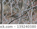 Japanese accentor 139240380