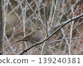 Japanese accentor 139240381