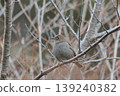 Japanese accentor 139240382