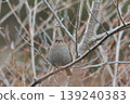 Japanese accentor 139240383