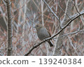 Japanese accentor 139240384