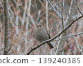Japanese accentor 139240385